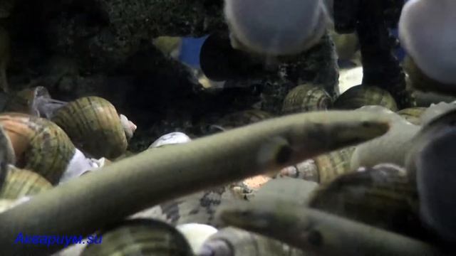 Полиптерусы и каламоихты смотреть онлайн