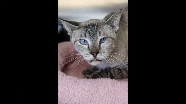 Senior Pet Project ♥ смотреть онлайн