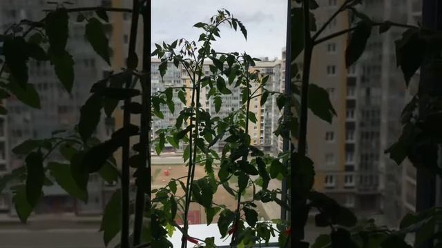 Как растут помидоры и огурцы на подоконнике ) смотреть онлайн