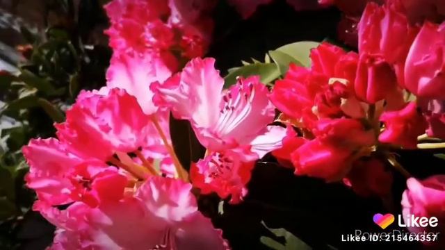 Tik tok/Likeee Rododendron transformation /you are wonderful смотреть онлайн