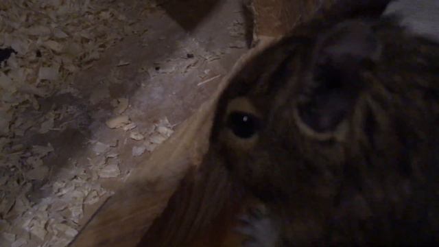 белка дэгу утащила грушу смотреть онлайн