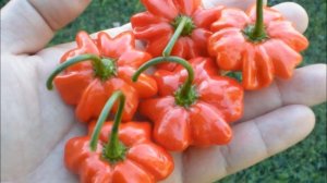 ПЕРЦЫ: самые вкусные и необычные сорта со всего света