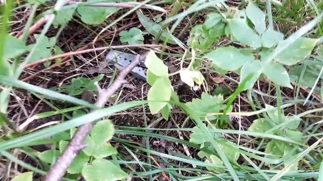 Клещи в Москве и лесу Подмосковья. Опасные виды смотреть онлайн