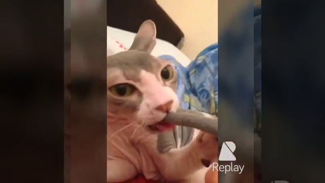 Кошечка сосёт хвост смотреть онлайн