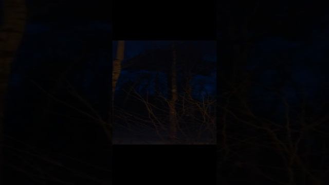 вечерний лес смотреть онлайн