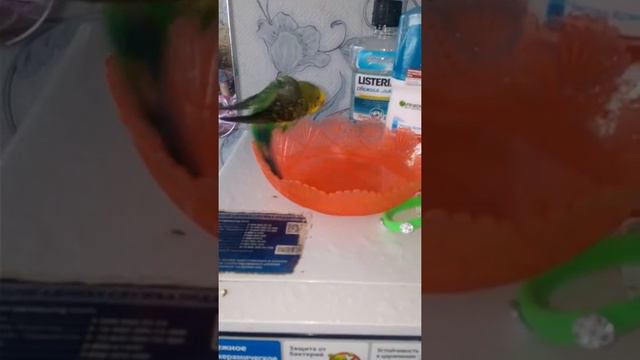 попугай банный день смотреть онлайн
