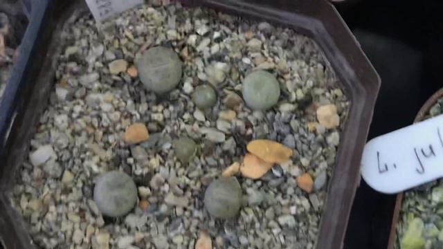 Новые литопсы 🤦🏼♀️ время собирать камни