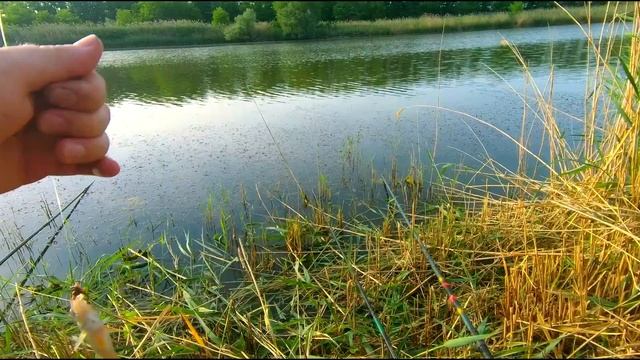 Рыбалка на поплавок в Краснодарском крае. КАРСЬ - КАБАН, таких ловил бы ежедневно... смотреть онлайн