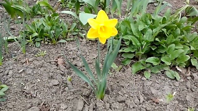 В Житомире весна 2016. Все цветет.) смотреть онлайн