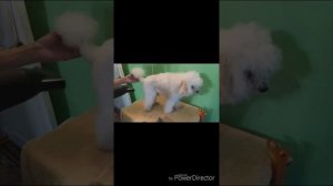 Как подстричь карликового пуделя в домашних условиях?