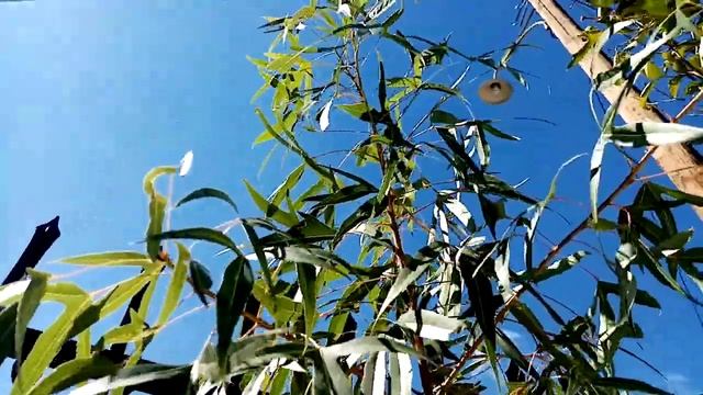 Брахихитоны подросли. смотреть онлайн