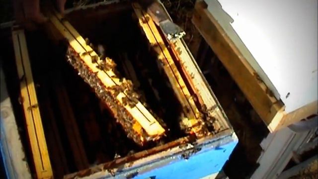 Экскурсия на пасеку. Вскрытие улья. Рассказ о продуктах пчеловодства и их использовании. Видео. смотреть онлайн