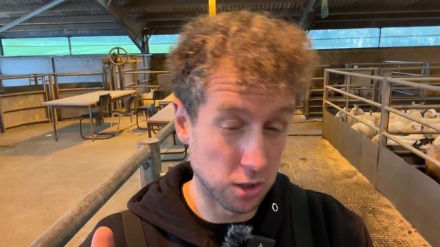 I WANT TO BUY THESE SHEEP... but so does everyone else! смотреть онлайн