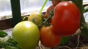 Характеристики и описание гибрида томата Евпатор F1