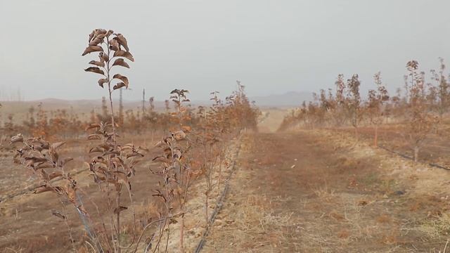 Ko'chat o'stirishning umumiy qoidalari смотреть онлайн