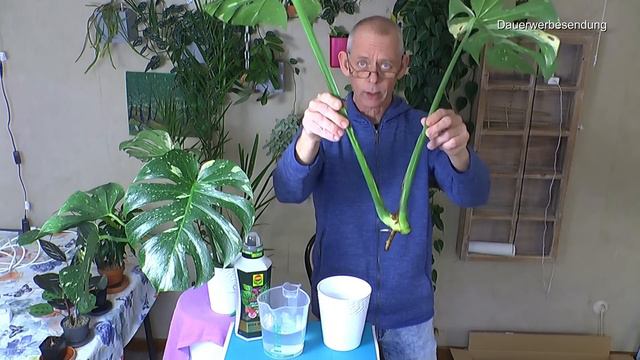 Neues und es geht immer besser. Zimmerpflanzen News. Monstera Thai und Philodendron Ghoast смотреть онлайн