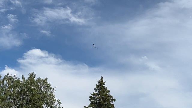 Доделываем навес для мангала на даче своими руками. Кормим собачек. И кушаем шашлык- не из собак))) смотреть онлайн