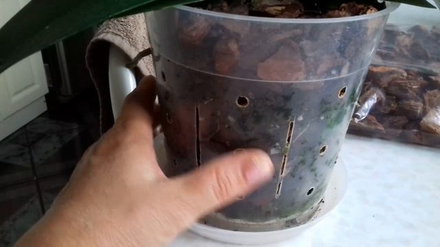 Идеальный грунт для орхидеи ???? смотреть онлайн