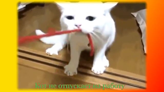 Очень смешное видео про животных!!! Создай себе позитивное настроение!!! смотреть онлайн