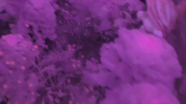 Обзор усадьбы в Австралии(снаружи) смотреть онлайн