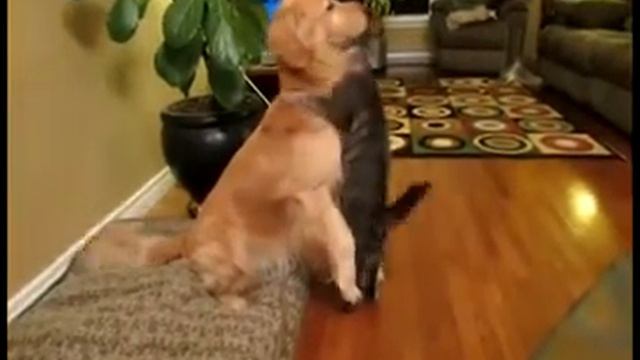 кошка вампир смотреть онлайн