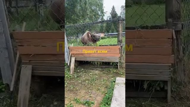 Дикая Природа на Экране