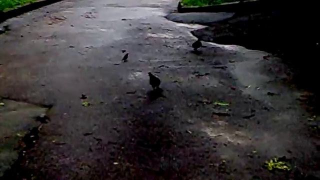 Голуби, зяблики.mp4 смотреть онлайн