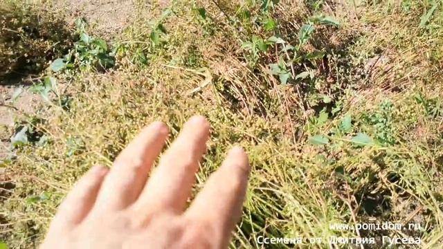 ?Кинза Лимонная Карликовая — Coriander Dwarf Lemon Семена?Собираем семена Кашниш с растений Кинзы??