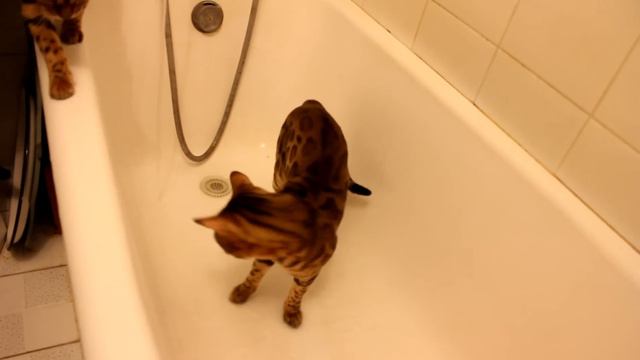 Бенгальский кот играет с водой.Bengal Cat Trying To Catch The Water