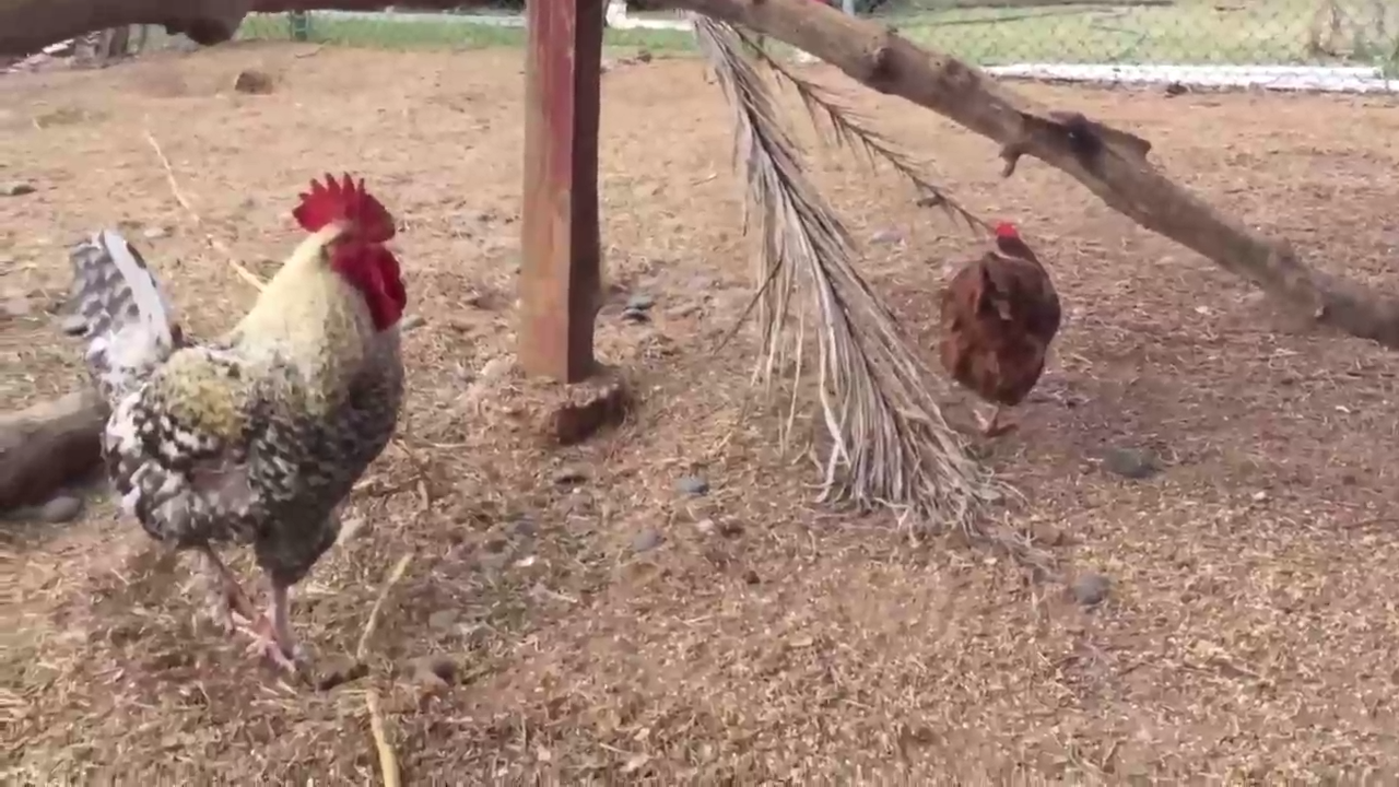 Маннекен челлендж, чикенстайл смотреть онлайн