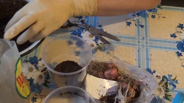 восточные гибриды лилии смотреть онлайн