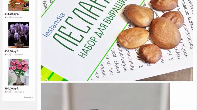 Орхидейное дерево, Калихавия СЕМЕНА ,5 семян, Комнатные растения и цветы смотреть онлайн