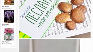 Орхидейное дерево, Калихавия СЕМЕНА ,5 семян, Комнатные растения и цветы