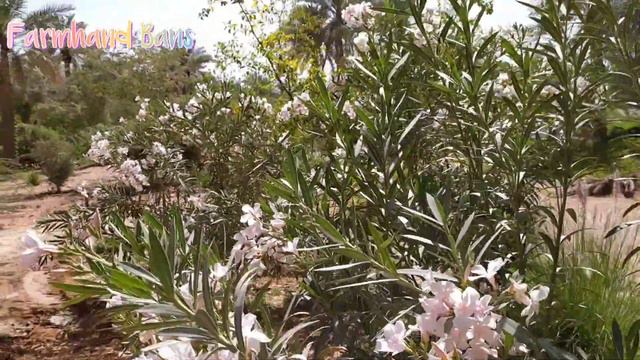 Nerium Oleander | Oleander White [ Farmhand Bans ]
