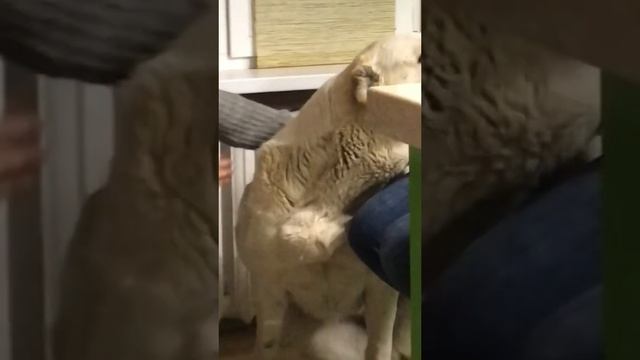 ЗЛОЙ И СТРАШНЫЙ АЛАБАЙ смотреть онлайн
