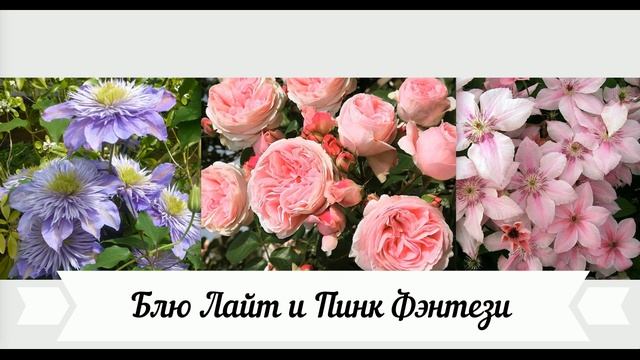 Какой клематис посадить к розе Джардина? Сочетание цветов у роз и клематисов! смотреть онлайн