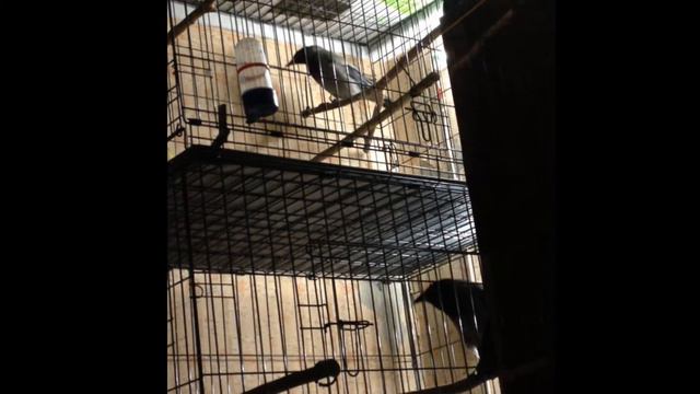 Ворона издает необычные звуки смотреть онлайн