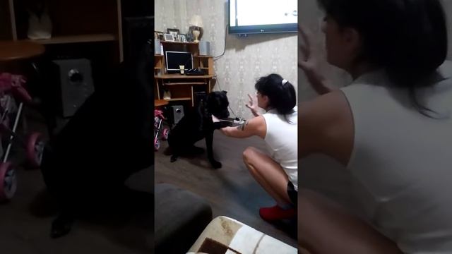 Кане Корсо Шерхан восемь месяцев смотреть онлайн