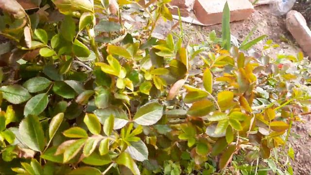 Роза ФЛАМЕНТАНЦ - FLAMMENTANZ (KORDES, 1955) ,как перезимовала ? смотреть онлайн