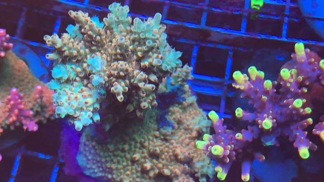 RE Gold Plating Acro «REEF EXCLUSIVE»