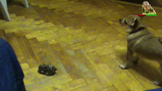 Прикольная маленькая собачка. смотреть онлайн