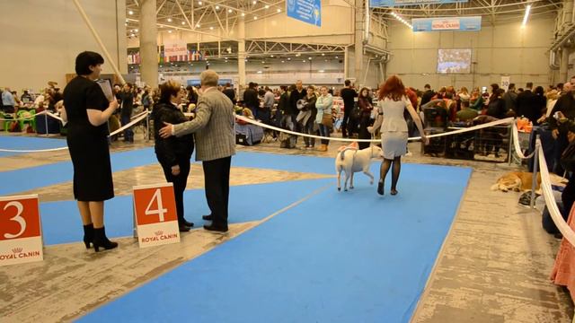 Аргентинский дог, Киев 21.04.12, Florentina Iz Lunnoy Stai смотреть онлайн