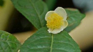 Растение Чай. Камелия китайская.