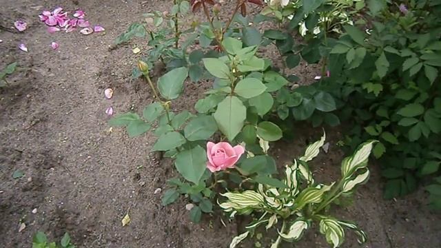 P7080293 Роза Омаж а Барбара. смотреть онлайн