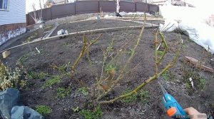 весенняя обрезка розы флорибунда