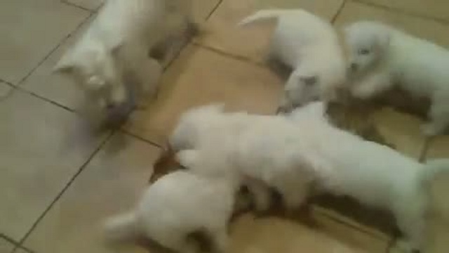 Chaton attaqué par une meute de chiots смотреть онлайн