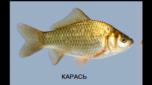 Выхожу из зоны комфорта - рыбалку... смотреть онлайн