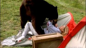 Медведь напал на женщину в палатке \ Нападения животных, нападение на человека