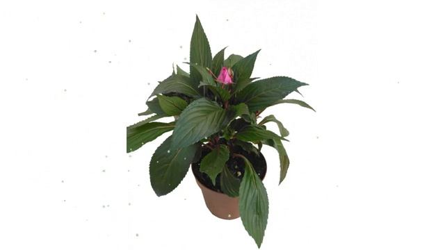 Импатиенс Нью Гвинея микс, d12 обзор ЦКР0361 бренд производитель смотреть онлайн