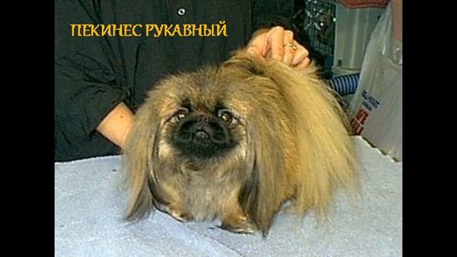 ПОЧЕМУЛЬКА. ПЕКИНЕС. СТИХИ ДЛЯ МАЛЫШЕЙ. ПОТЕШКИ. Короткие стишки для самых маленьких. смотреть онлайн